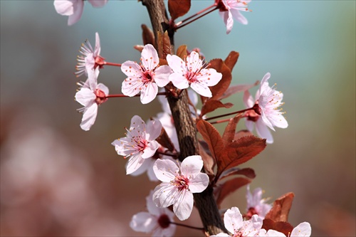 Žeby japanese třešeň? :)