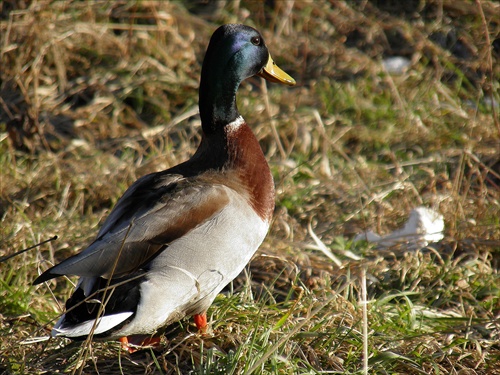 Káčerík