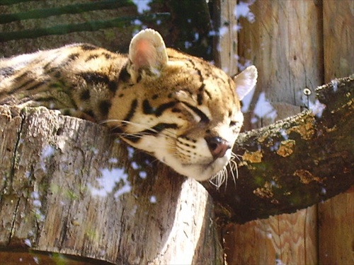 Ocelot