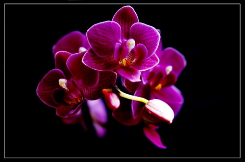 Orchidea