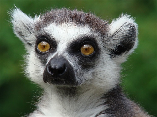 lemur