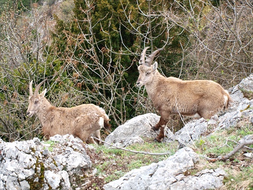 cestou na Hohe Wand