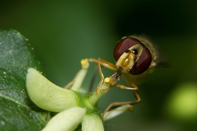 Skuska Raynoxu