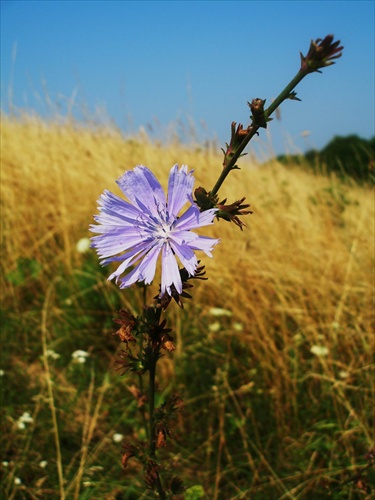 Čakanka