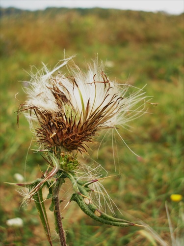 Neučesaná