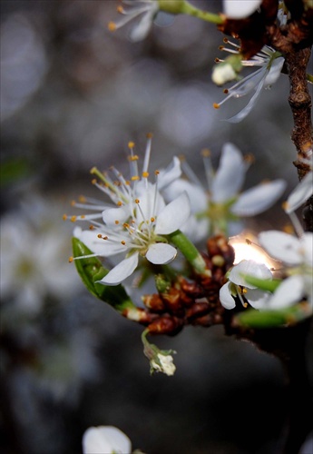 wild cherry I