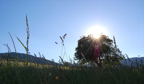 lying in the grass I