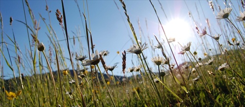 lying in the grass II