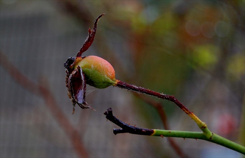 rainy colours