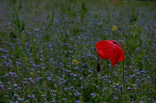 summer fields