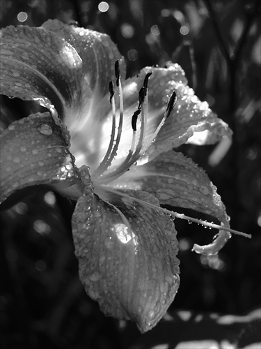 dancing in the rain