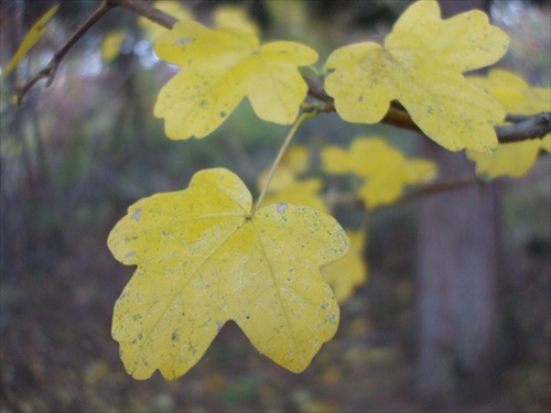 leaves