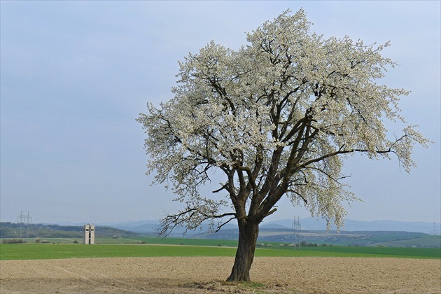 Čerešenka