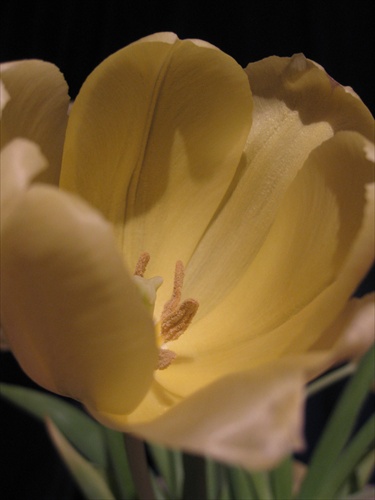 Tulipan