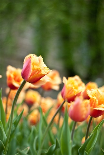 Tulipany