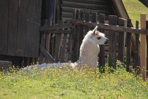 lama v kvietkoch:)