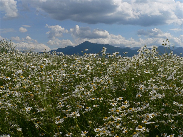 poludnica