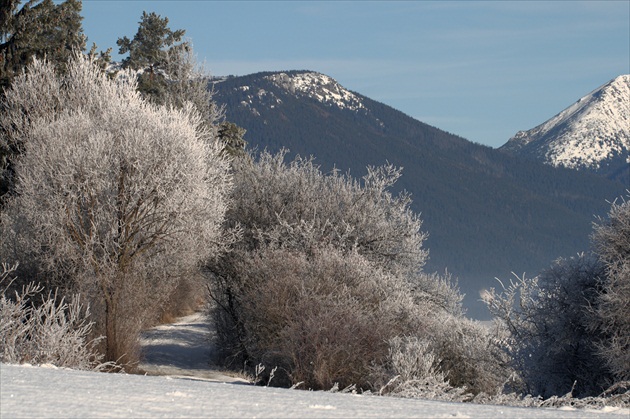 decembrové dopoludnie...