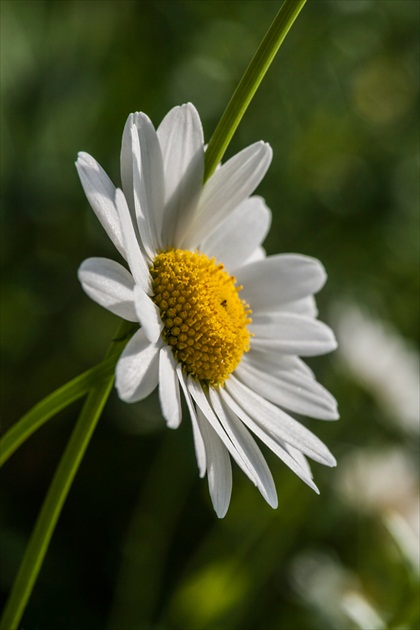 margarétka