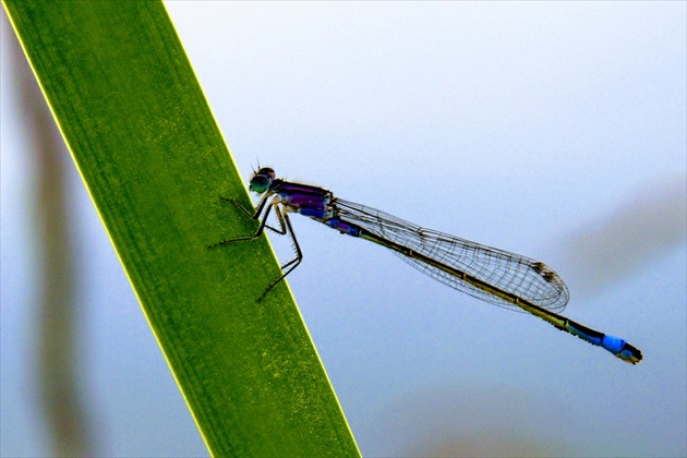 Odonata