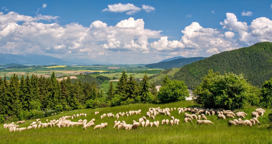 idylka baránková