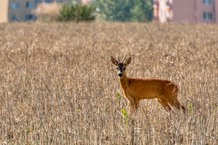  po strništi bos