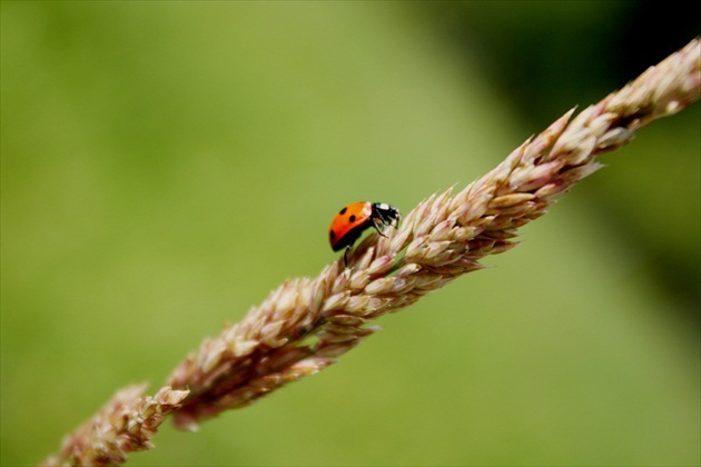 LadyBug