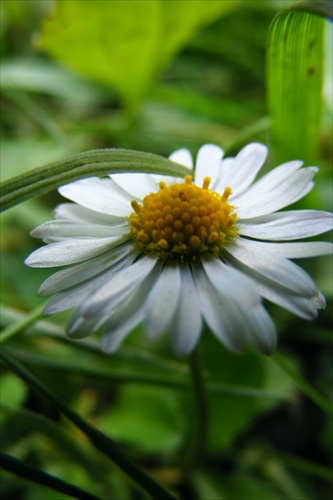 Flower in the Summer 2