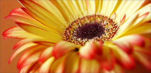 Gerbera