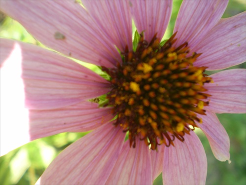 Echinacea