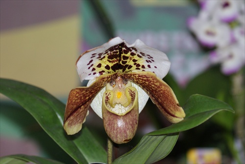 Orchidea 1