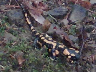 salamandra