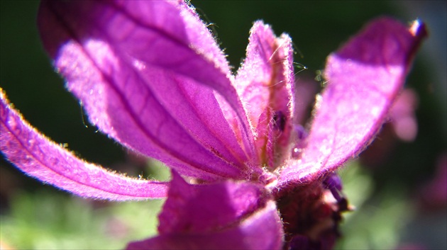 Levandula