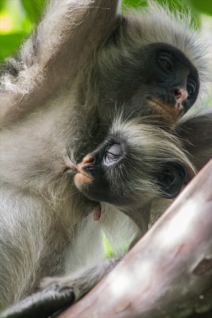 Red monkeys