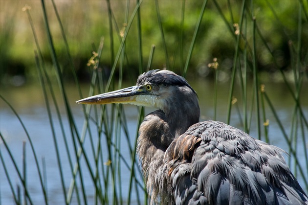 Kormoran