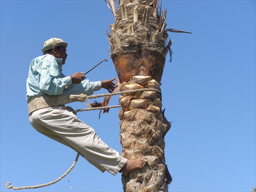 OREZÁVAČ PALIEM - HURGHADA