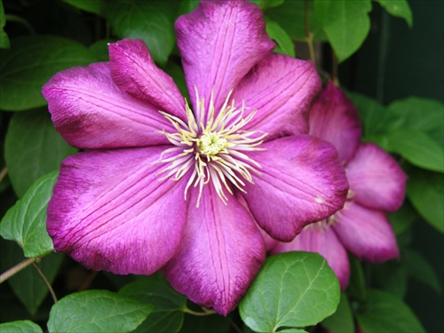 Clematis