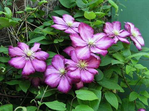 Clematis