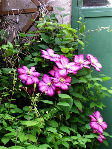 Clematis