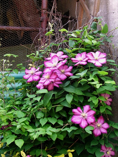 Clematis