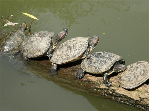 Opaľujúce sa korytnačky