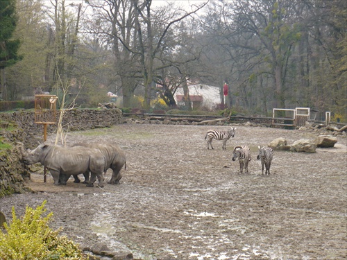 Parnokopytniky