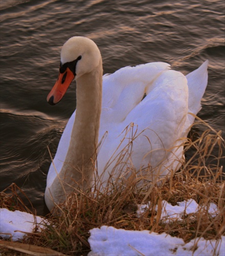 swan