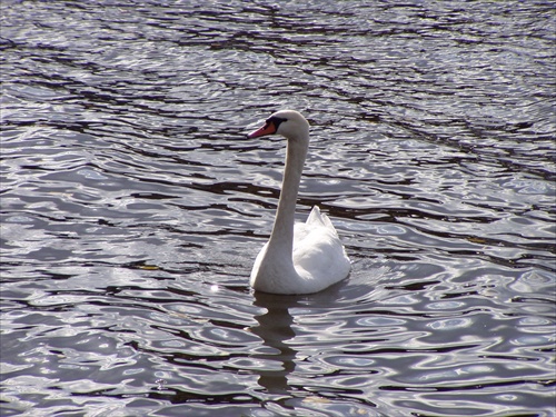 Vltava