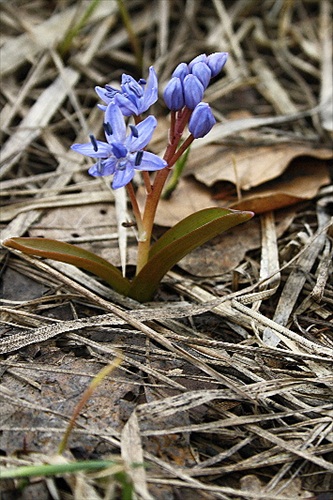 Scila Viedenská