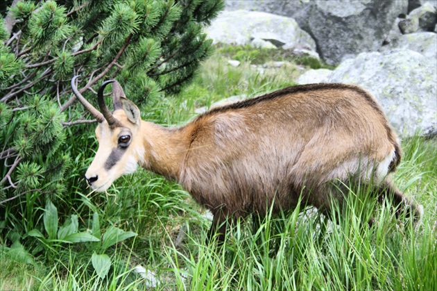 krotký kamzík takmer sa dal pohladiť