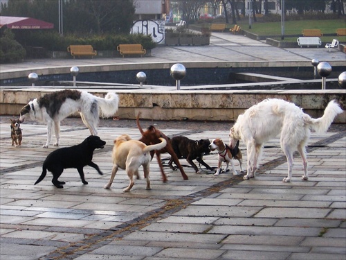 (813) azda voľba vodcu svorky