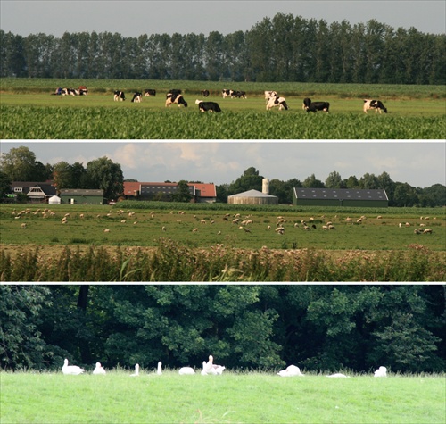 (1122) Všetko sa pase na rovine, kopce nikde nebadať