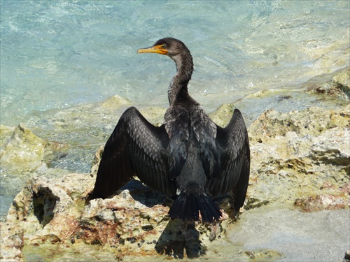 (1139) Kormorán čierný - PHALACROCORAX CARBO