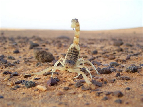 (1274) Škorpión Leiurus guinguestriatus